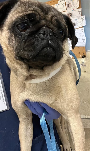 Shelter Stray Female Dog last seen PACIFIC AVE / MISSION BLVD, JURUPA VALLEY, CA 92509, 6851 Van Buren Boulevard, Jurupa Valley, CA 92509, USA