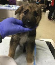 Shelter Stray Male Dog last seen Near BLOCK TURQUOISE STREET, RIVERSIDE, CA, 6851 Van Buren Boulevard, Jurupa Valley, CA 92509, USA