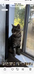 Lost Female Cat last seen Near Albany dr, San Jose, CA 95129