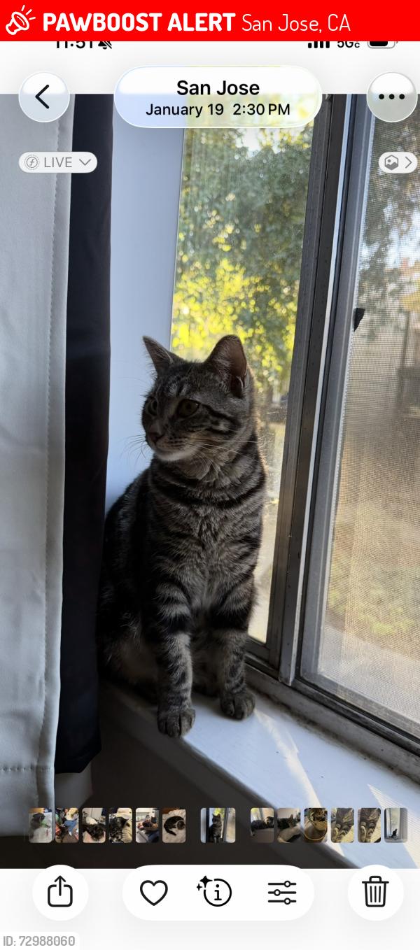 Lost Female Cat last seen Near Albany dr, San Jose, CA 95129