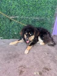 Shelter Stray Male Dog last seen Near Tree Quail Court, CITY of El Paso, TX, 5001 Fred Wilson Ave, El Paso, TX 79906, USA