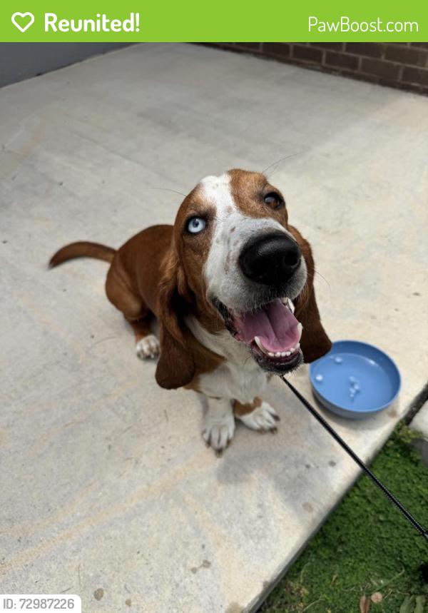 Reunited Male Dog last seen Tallahassee Oral and Maxillofacial Surgery, Tallahassee, FL 32311