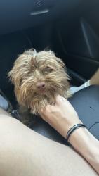 Reunited Female Dog last seen Cali , Houston, TX 77090