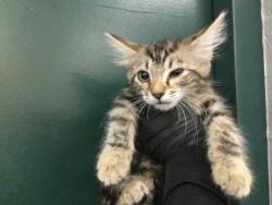 Shelter Stray Female Cat last seen Near BLOCK VALENCIA ST CATHEDRAL CITY CA 92234, Thousand Palms, CA, USA