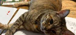 Lost Female Cat last seen Hey 41 and Rooker Rd, Gordon County, GA 30735