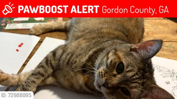 Lost Female Cat last seen Hey 41 and Rooker Rd, Gordon County, GA 30735