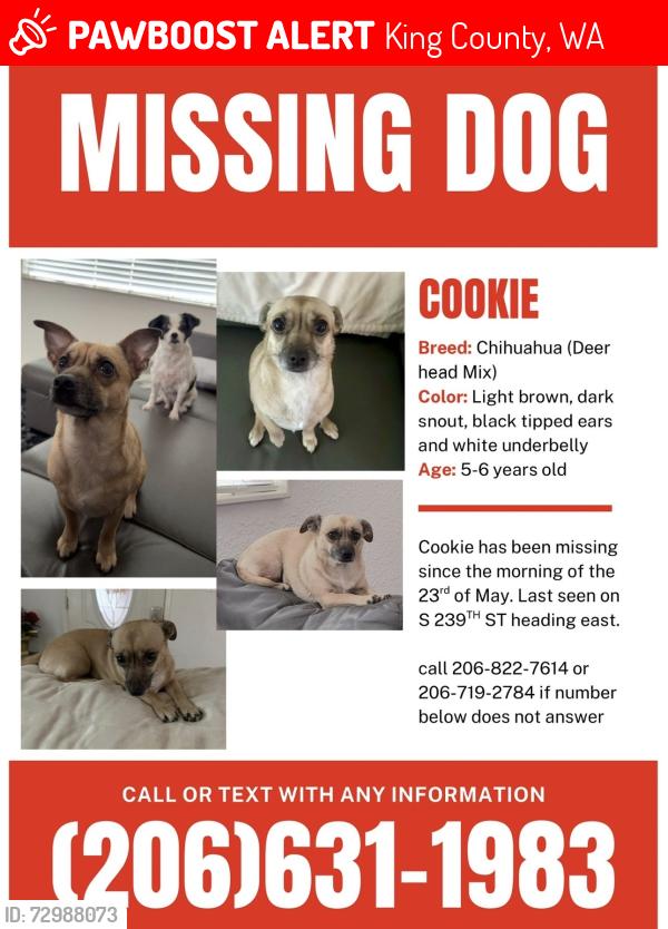 Lost Female Dog last seen Rainer Ave & 7th in Renton, WA, King County, WA 98032