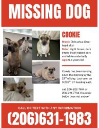 Lost Female Dog last seen Rainer Ave & 7th in Renton, WA, King County, WA 98032