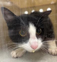 Shelter Stray Unknown Cat last seen Near Highway, Bremerton, WA, 98311, 9167 Dickey Rd NW, Silverdale, WA 98383, USA