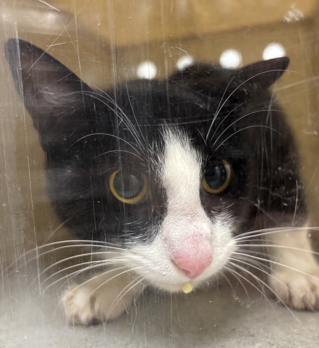 Shelter Stray Unknown Cat last seen Near Highway, Bremerton, WA, 98311, 9167 Dickey Rd NW, Silverdale, WA 98383, USA