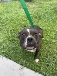Shelter Stray Female Dog last seen Near Joey Drive, LAFAYETTE, LA, 70501, 410 Dugas Rd, Lafayette, LA 70507, USA