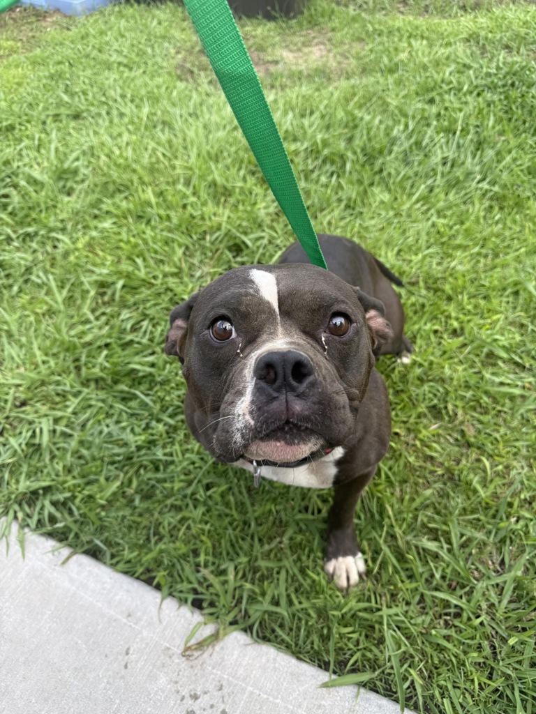 Shelter Stray Female Dog last seen Near Joey Drive, LAFAYETTE, LA, 70501, 410 Dugas Rd, Lafayette, LA 70507, USA