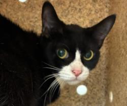 Shelter Stray Female Cat last seen SE 181st and Stark, PORTLAND, OR, 97233, 1700 W Historic Columbia River Hwy, Troutdale, OR 97060, USA