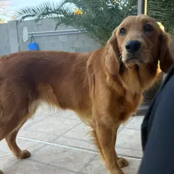 Lost Female Dog last seen Cactus and 30th Ave, Phoenix, AZ 85029
