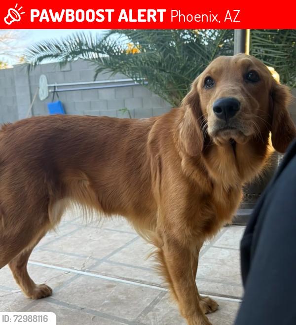 Lost Female Dog last seen Cactus and 30th Ave, Phoenix, AZ 85029