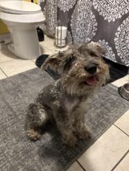 Found/Stray Female Dog last seen Near turnaround under 1604, by train tracks., San Antonio, TX 78247