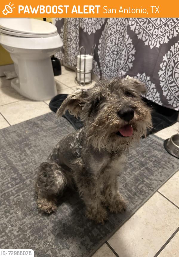 Found/Stray Female Dog last seen Near turnaround under 1604, by train tracks., San Antonio, TX 78247