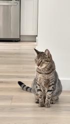Lost Male Cat last seen Tracy’s Camp SC, Pinewood, SC 29125
