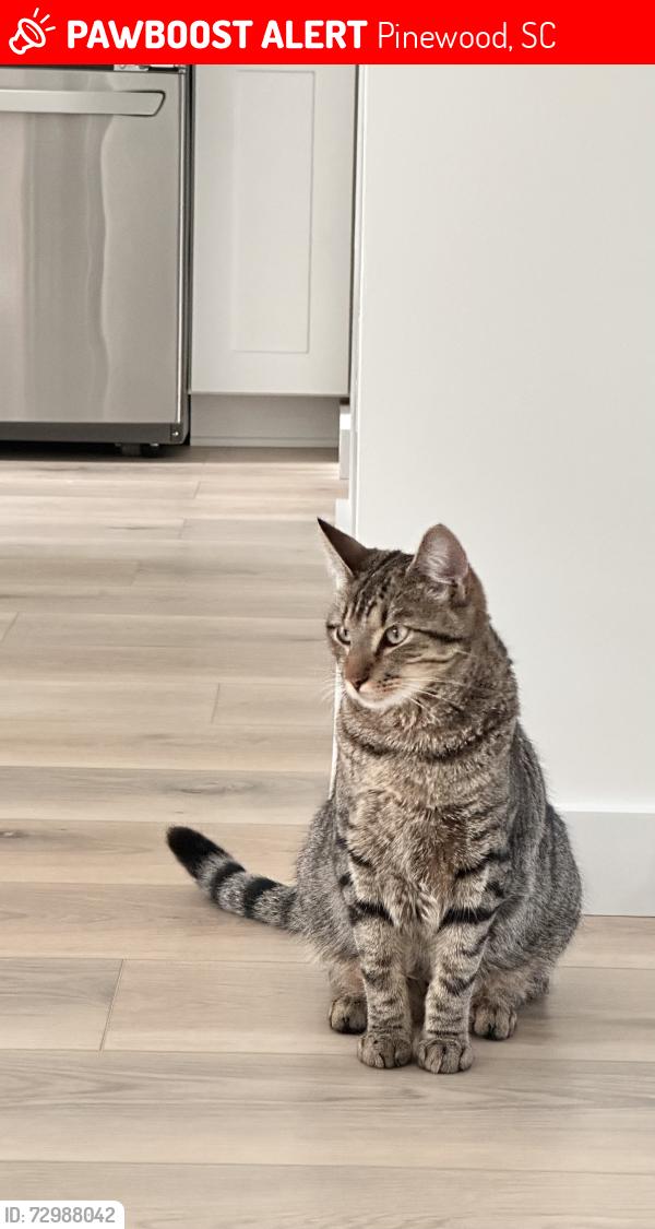 Lost Male Cat last seen Tracy’s Camp SC, Pinewood, SC 29125