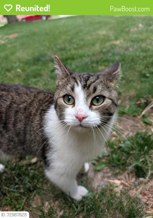 Reunited Male Cat last seen Vancouver and Wavell, London, ON N5W