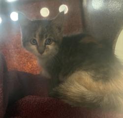 Shelter Stray Female Cat last seen Near S 380 W, Murray City, UT, 84047, 511 W 3900 S, Salt Lake City, UT 84123, USA