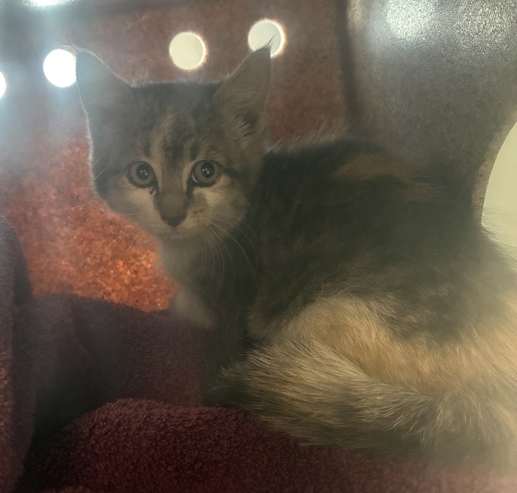 Shelter Stray Female Cat last seen Near S 380 W, Murray City, UT, 84047, 511 W 3900 S, Salt Lake City, UT 84123, USA