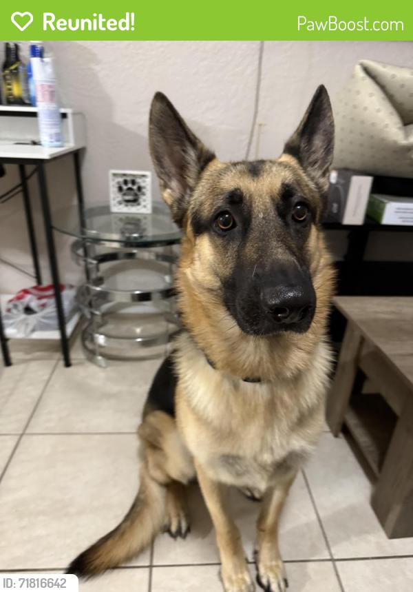 Reunited Male Dog last seen Owasso Court and Ambassador Drive, Pine Hills, FL 32818