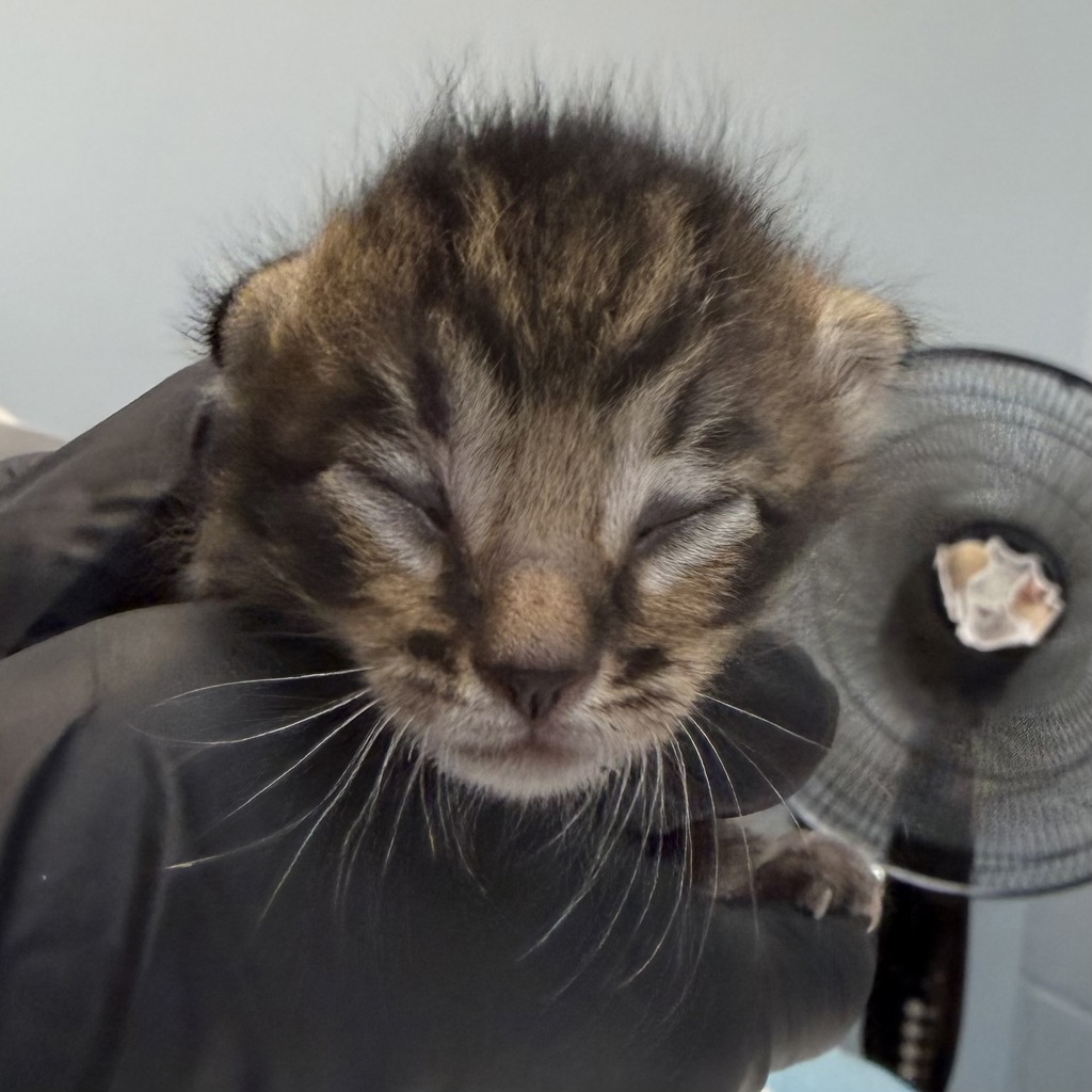 Shelter Stray Male Cat last seen Near New Castle Place, San Diego, CA, 92114, 5500 Gaines St, San Diego, CA 92110, USA