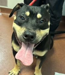 Shelter Stray Male Dog last seen Near Leonand Drive, SAN LEANDRO, CA, 94577, 8323 Baldwin St, Oakland, CA 94621, USA