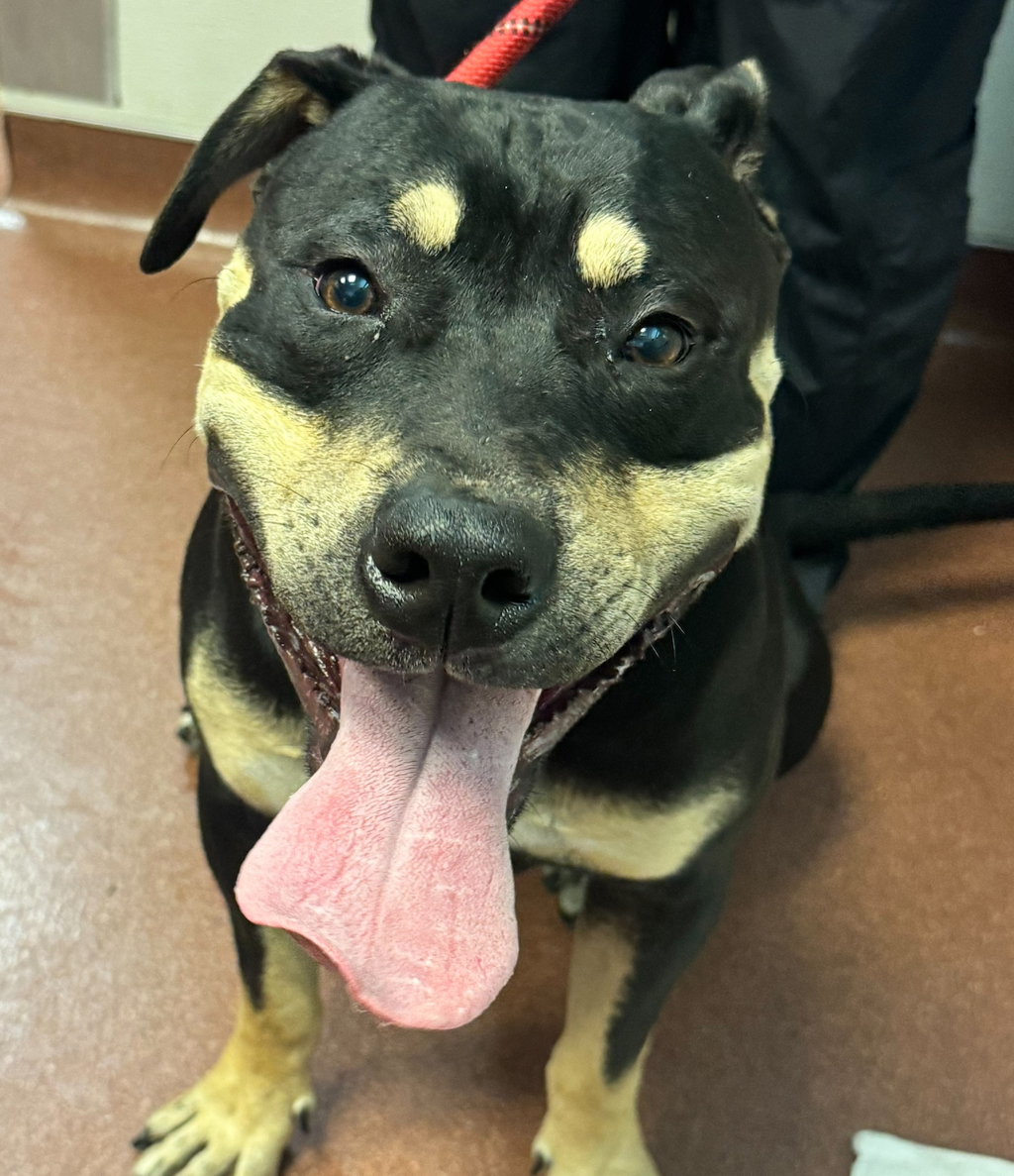 Shelter Stray Male Dog last seen Near Leonand Drive, SAN LEANDRO, CA, 94577, 8323 Baldwin St, Oakland, CA 94621, USA