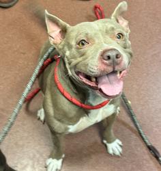 Shelter Stray Female Dog last seen Near Leonand Drive, SAN LEANDRO, CA, 94577, 8323 Baldwin St, Oakland, CA 94621, USA