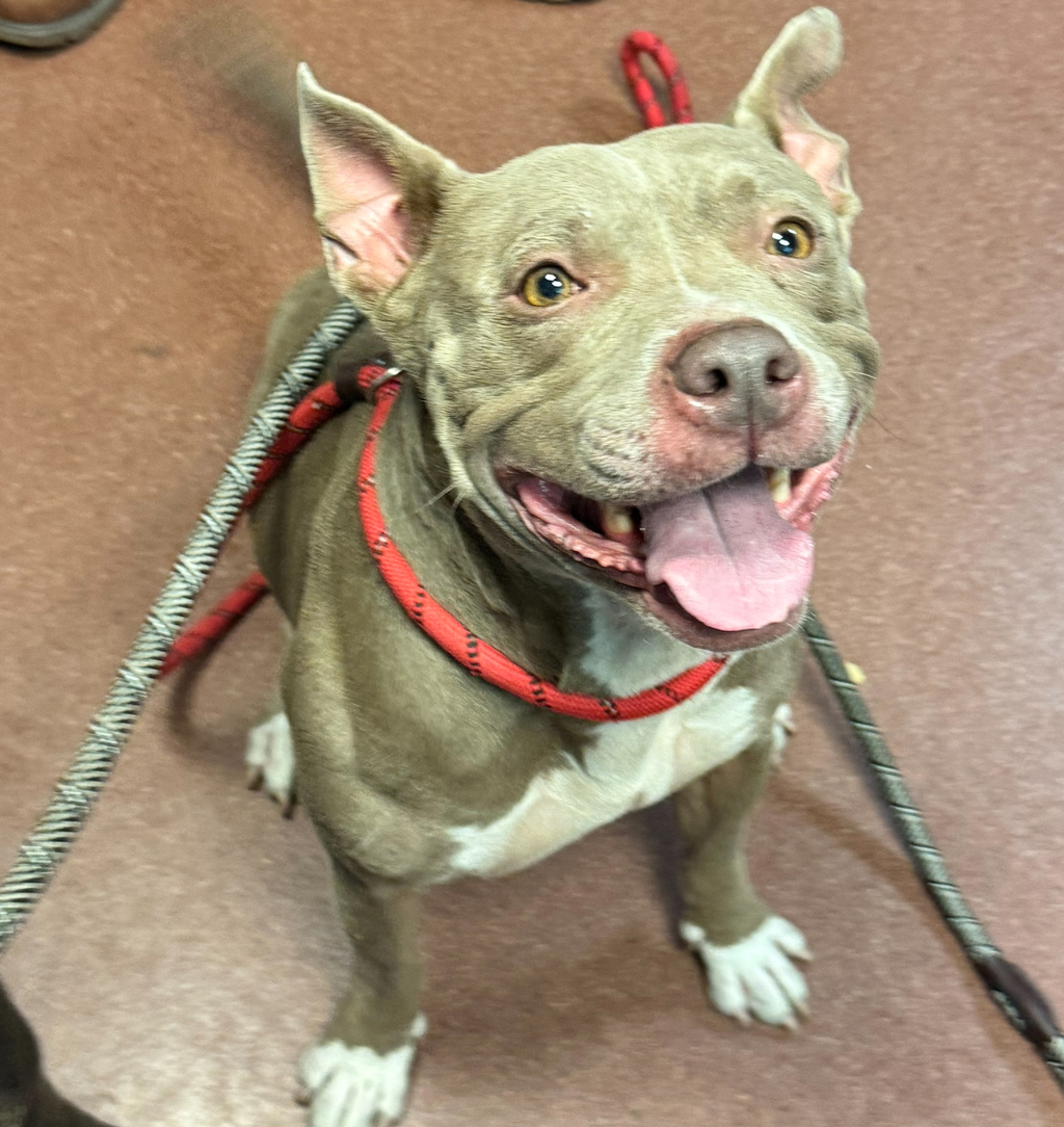Shelter Stray Female Dog last seen Near Leonand Drive, SAN LEANDRO, CA, 94577, 8323 Baldwin St, Oakland, CA 94621, USA