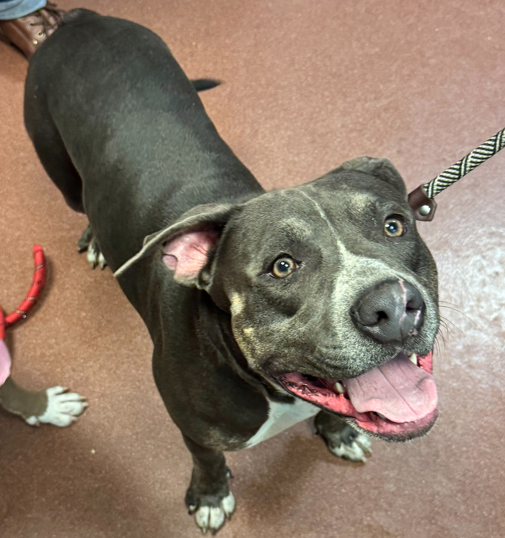 Shelter Stray Male Dog last seen Near Leonand Drive, SAN LEANDRO, CA, 94577, 8323 Baldwin St, Oakland, CA 94621, USA