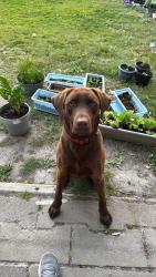 Lost Male Dog last seen Near Gilbert Rd., Richmond, BC V7E 2H8