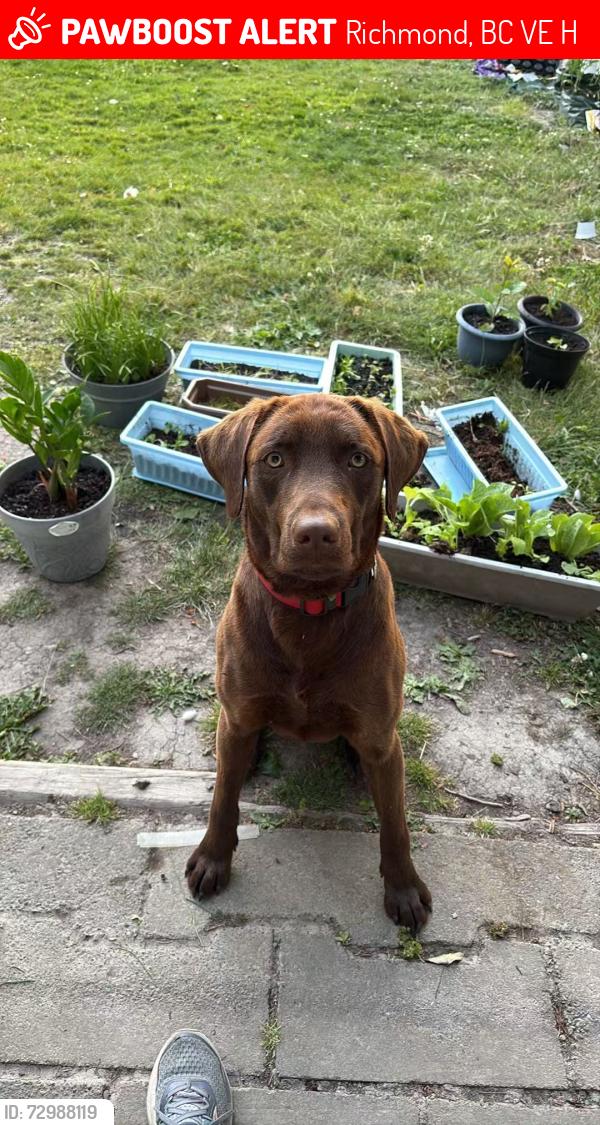 Lost Male Dog last seen Near Gilbert Rd., Richmond, BC V7E 2H8
