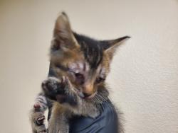 Shelter Stray Male Cat last seen Near Eucalyptus Drive, Vista, CA, 92084, Oceanside, CA 92058, USA