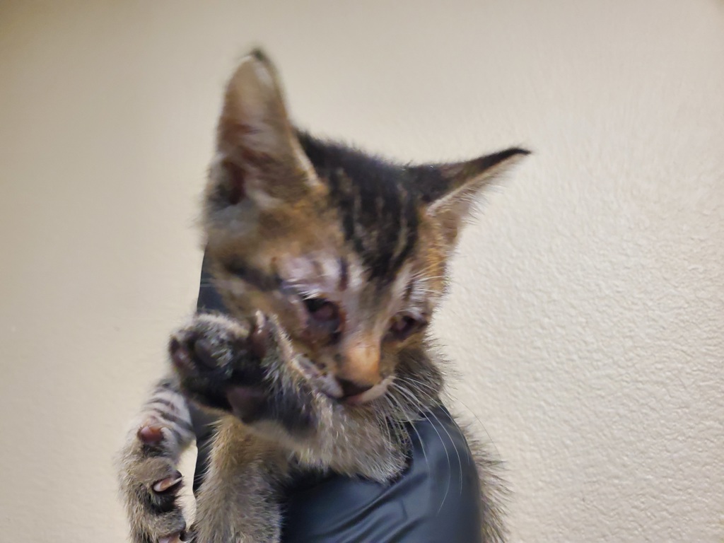 Shelter Stray Male Cat last seen Near Eucalyptus Drive, Vista, CA, 92084, Oceanside, CA 92058, USA