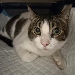 Shelter Stray Male Cat last seen Cypress Avenue, San Diego, CA, 92104, 5500 Gaines St, San Diego, CA 92110, USA