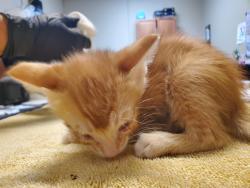 Shelter Stray Male Cat last seen Near Eucalyptus Drive, Vista, CA, 92084, Oceanside, CA 92058, USA