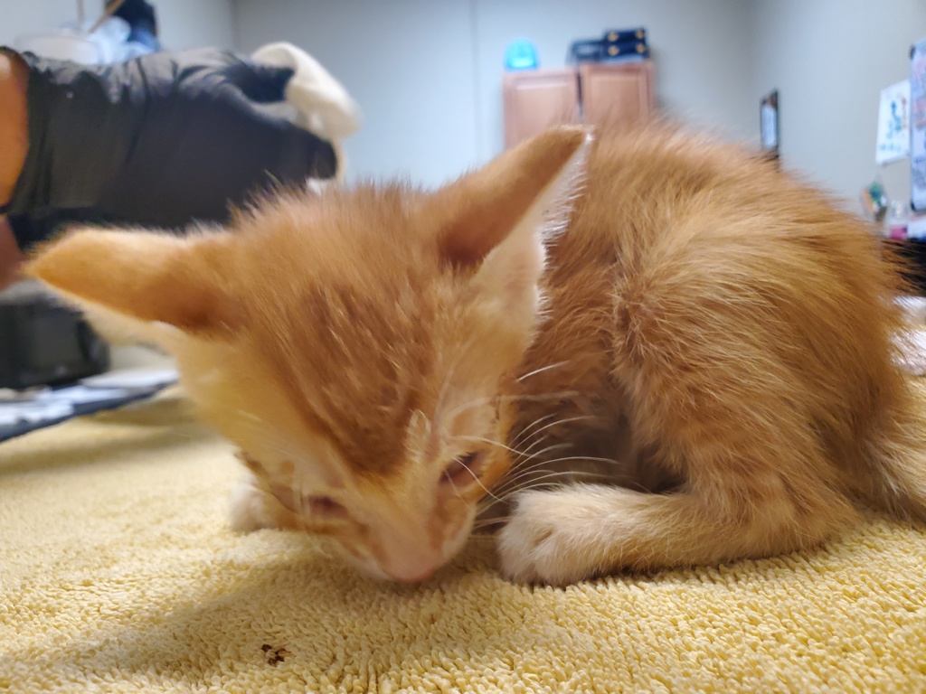 Shelter Stray Male Cat last seen Near Eucalyptus Drive, Vista, CA, 92084, Oceanside, CA 92058, USA