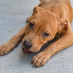 Shelter Stray Female Dog last seen , 3173 K-68 Hwy, Ottawa, KS 66067, USA