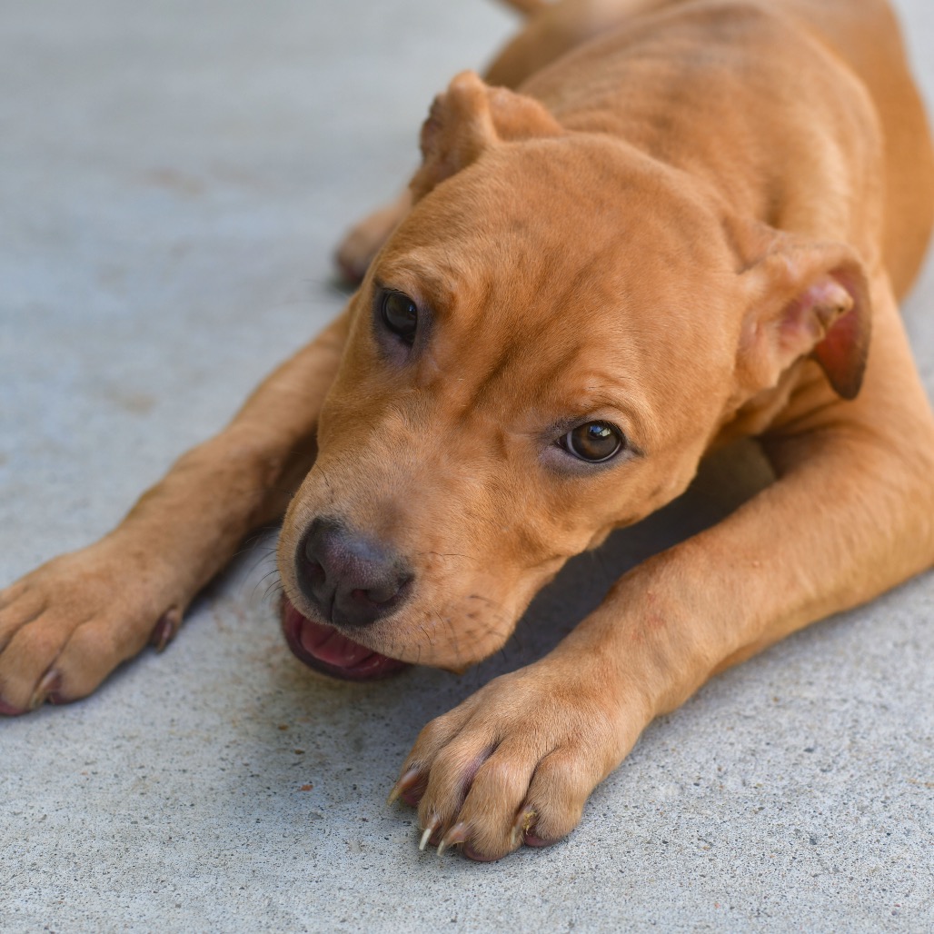 Shelter Stray Female Dog last seen , 3173 K-68 Hwy, Ottawa, KS 66067, USA