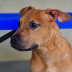Shelter Stray Male Dog last seen , 3173 K-68 Hwy, Ottawa, KS 66067, USA