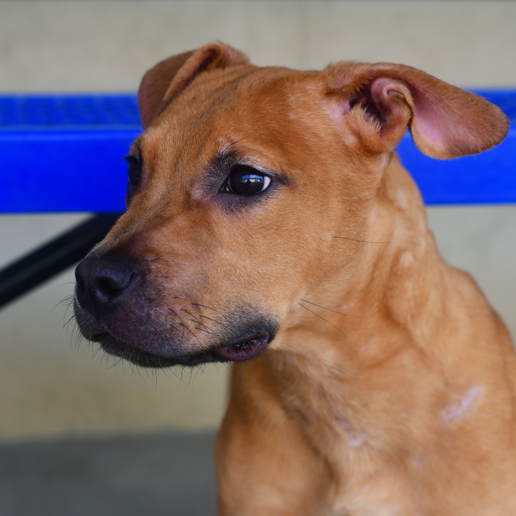 Shelter Stray Male Dog last seen , 3173 K-68 Hwy, Ottawa, KS 66067, USA