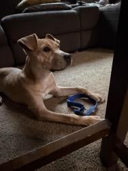 Found/Stray Male Dog last seen Kivett and Hickory Creek Rd, Guilford County, NC 27263