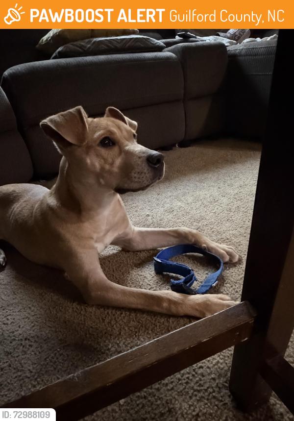 Found/Stray Male Dog last seen Kivett and Hickory Creek Rd, Guilford County, NC 27263