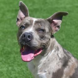 Shelter Stray Male Dog last seen , 3173 K-68 Hwy, Ottawa, KS 66067, USA