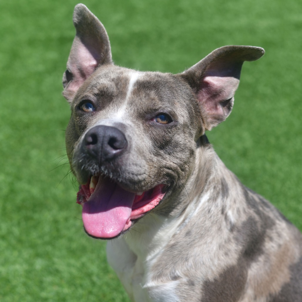Shelter Stray Male Dog last seen , 3173 K-68 Hwy, Ottawa, KS 66067, USA