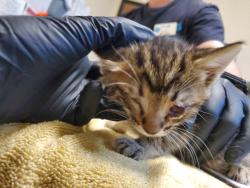 Shelter Stray Male Cat last seen Near Eucalyptus Drive, Vista, CA, 92084, Oceanside, CA 92058, USA