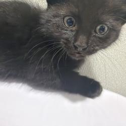 Shelter Stray Female Cat last seen , 3607 N Armenia Ave, Tampa, FL 33607, USA